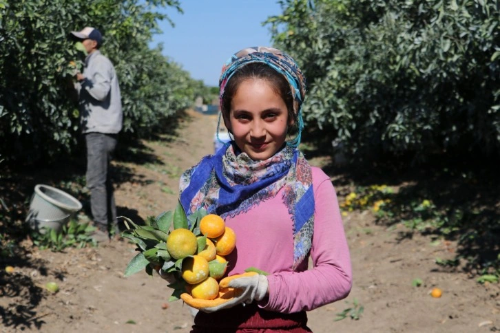 Adana’da mandalina hasadı sürüyor, fiyatı 1 liraya düştü