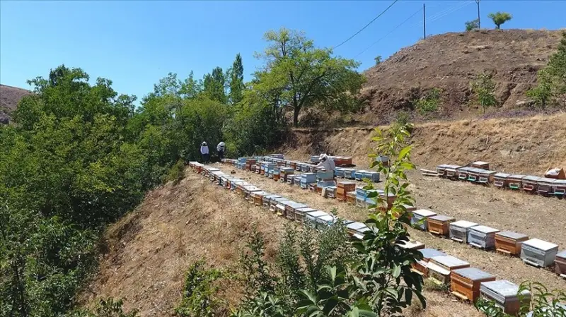 Adıyaman'ın tescilli 'geven' balında yüksek rekolte beklentisi üreticiyi sevindirdi