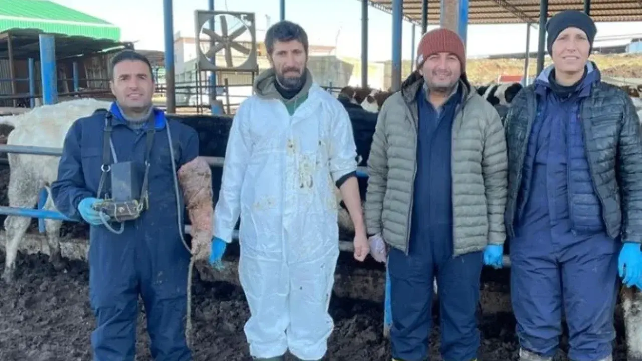 Suni tohumlamadan sonuç alındı