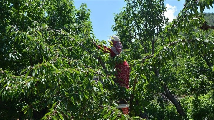 Amanos Dağları'nda kiraz hasadı başladı