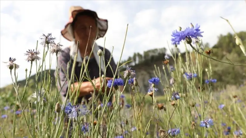 Arnavutluk'un 'çiçek açan' endüstrisi: Tıbbi ve aromatik bitkiler