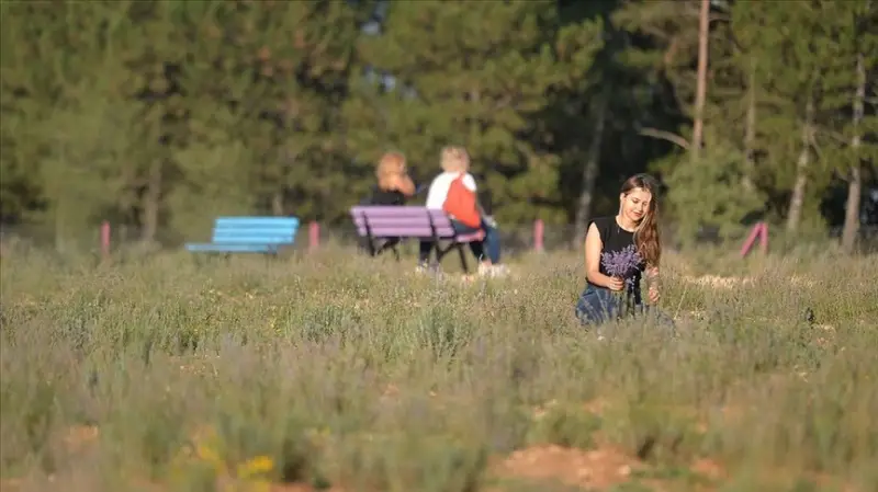 Aromatik bitki şehri tarihi ilçeye 'derman' oluyor