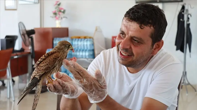 Atmaca yavrusu ile lokantacının dostluğu görenleri şaşırtıyor