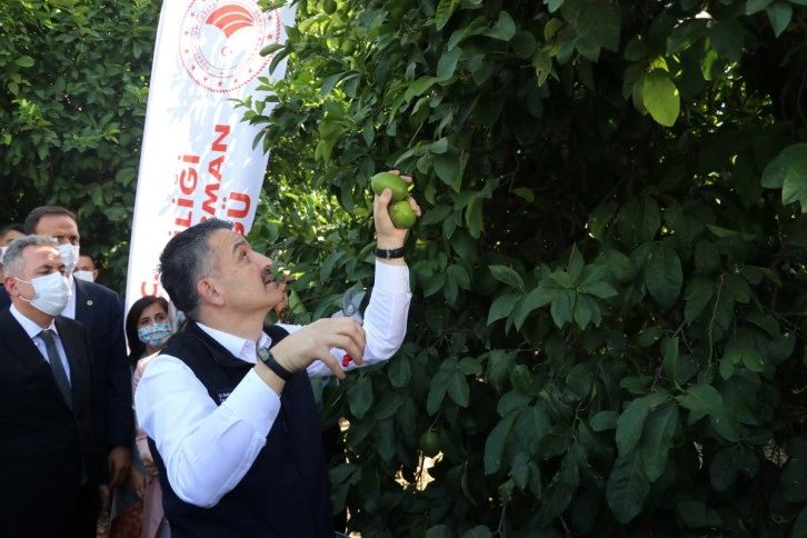 Bakan Pakdemirli limon topladı