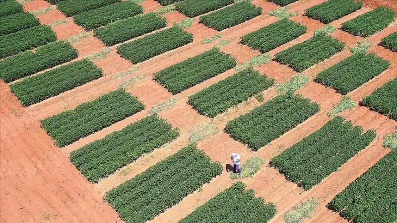 Bakteri aşılama yöntemiyle soya fasulyesinde verimin artırılması hedefleniyor