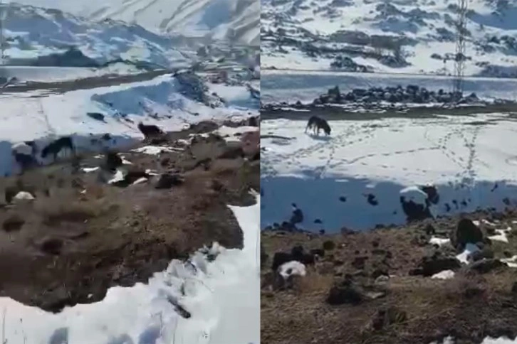 Barınağa bırakılması gereken köpekleri dağ başına bıraktılar