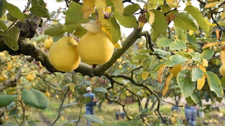 Bilecik'te yetiştirilen 'Osmaneli ayvası'nda hasat başladı