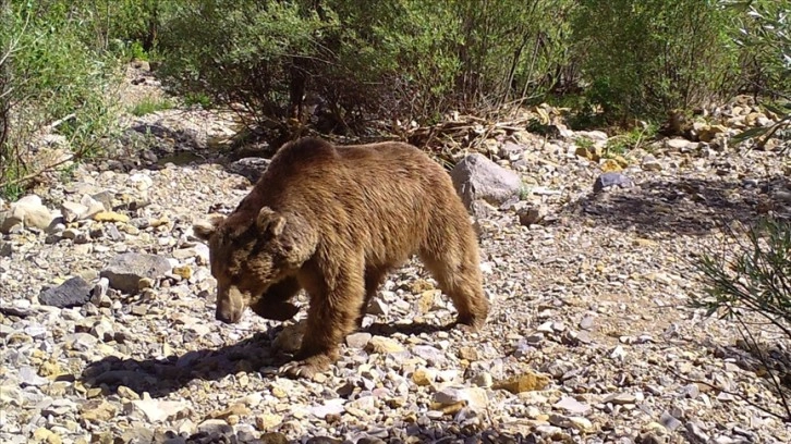 Bingöl'de yaban hayvanları fotokapanla görüntülendi