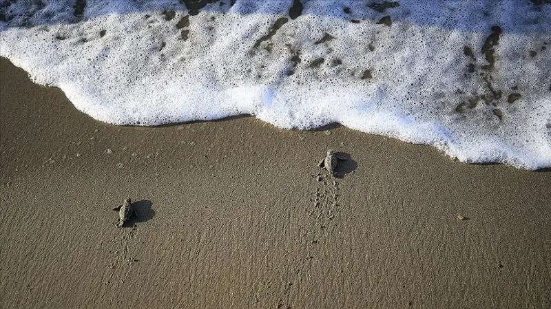 Caretta caretta yavruları zorlu 'yaşam yolculuğu'yla denize ulaşıyor