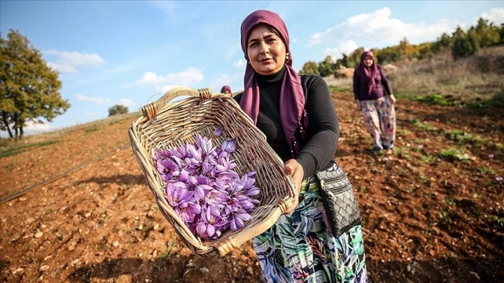 Çiftçiye dönüm başı 100 bin lira kazandıracak projede ilk hasat yüzleri güldürdü