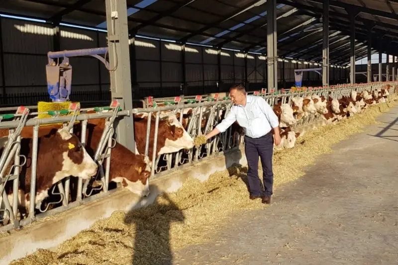 Çorum’da sonbahar dönemi şap aşılama kampanyası başlıyor