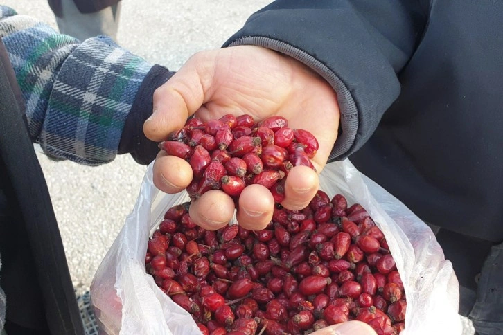 Dağlardan gelen şifa kaynağı; Kuşburnu