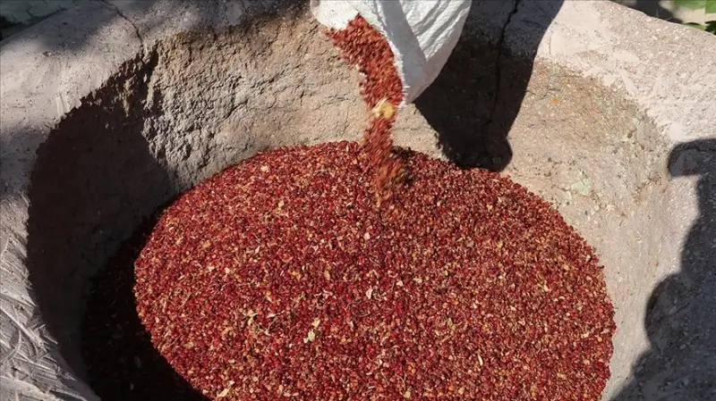 Dağlardan toplanan sumak dibeklerde dövüp işledikten sonra tüketiciye ulaşıyor