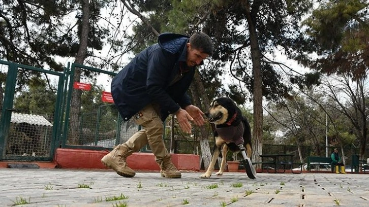 Depremde tek bacağını kaybeden köpeğe protez takıldı