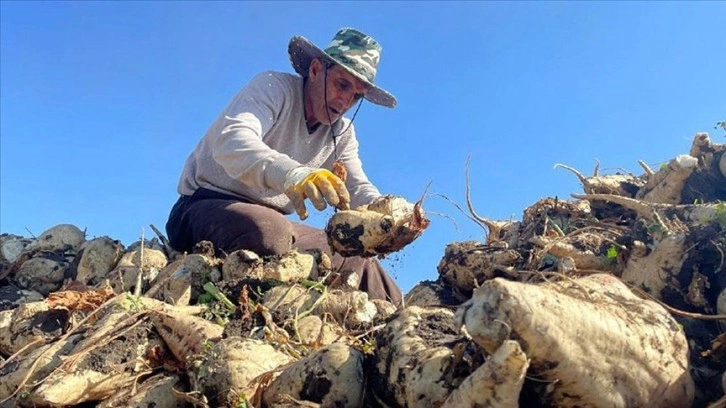 Destek ve teşviklerle Ağrı'daki çiftçiler şeker pancarı üretimini arttırdı