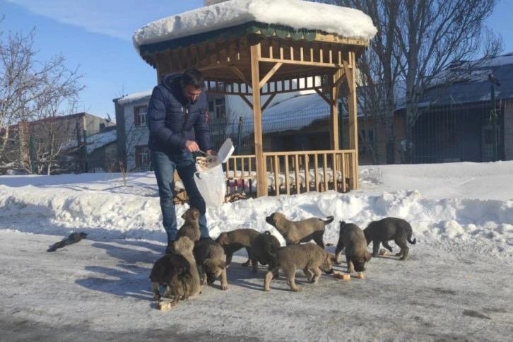 Donmak üzere olan 17 yavru köpeğe vatandaşlar sahip çıktı