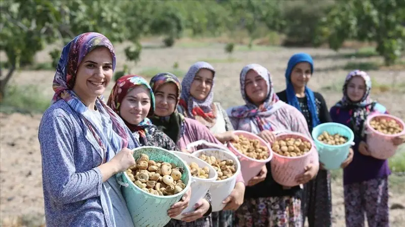 Dünya sofralarını süsleyen Aydın incirinde hasat heyecanı