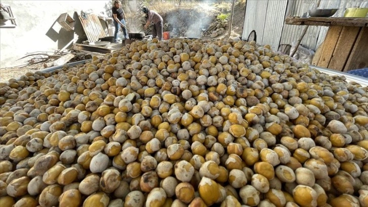 Elazığ'ın tescilli lezzeti Ağın leblebisine talep artıyor