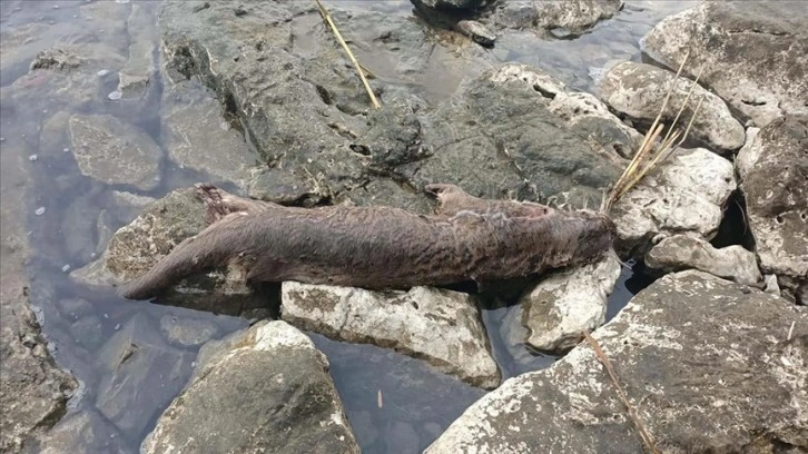 Fethiye'de ölü su samuru bulundu