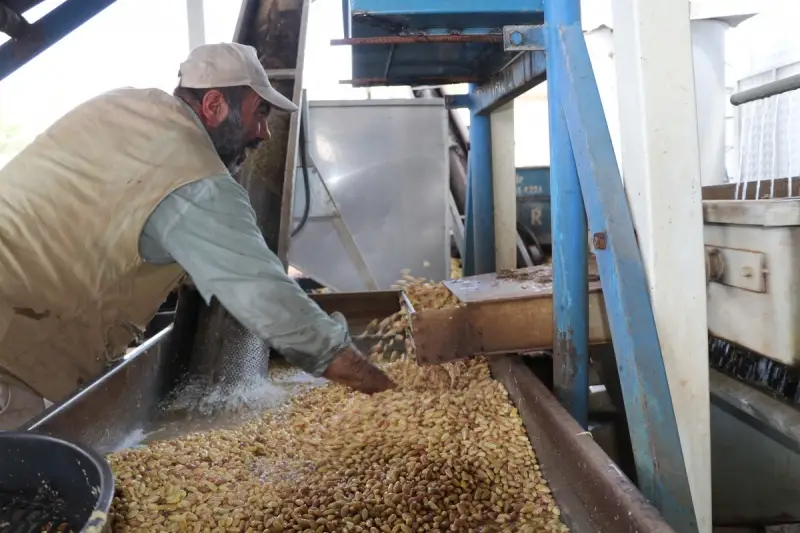 Fıstıkta ‘Kavlatma’ mesaisi başladı