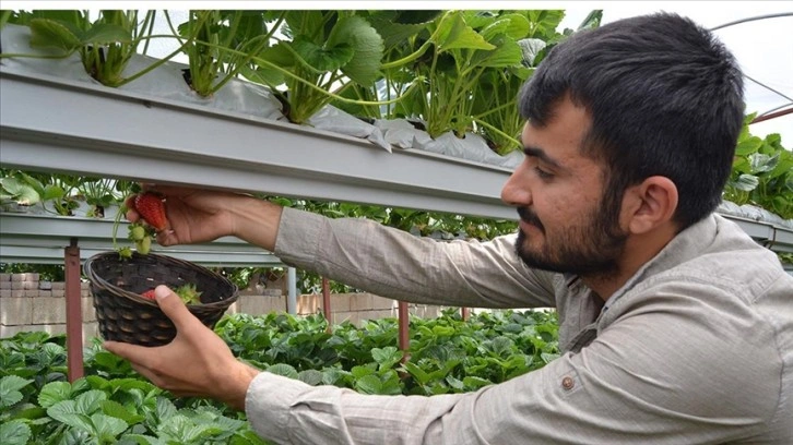 Gaziantepli genç çiftçi kurduğu serada topraksız çilek yetiştiriyor