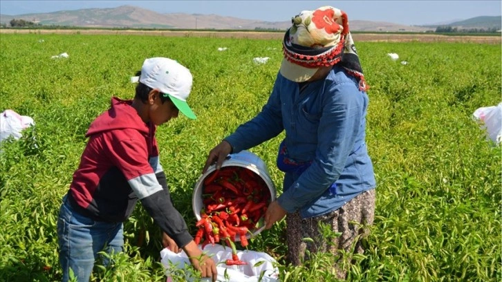 Gaziantep'te tescilli İslahiye biberinin hasadı başladı