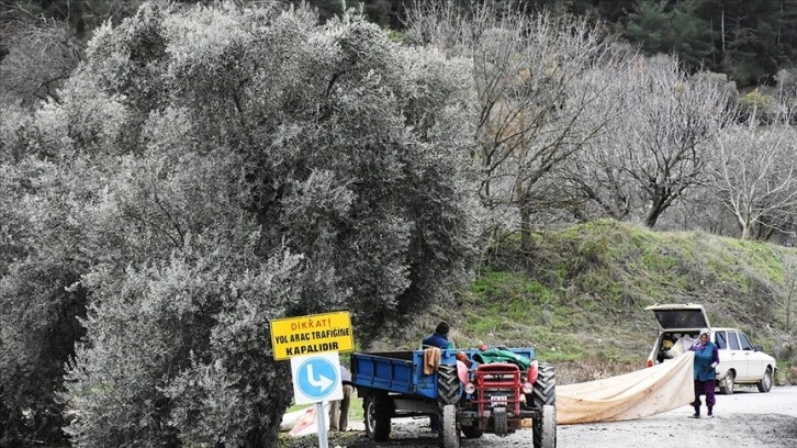 'Gladyatörler Kenti'nde zeytincilik asırlar öncesine dayanıyor