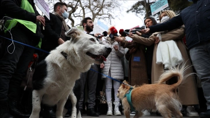 Hayvanseverlerden sokak hayvanlarının toplatılmasına ilişkin öneriler