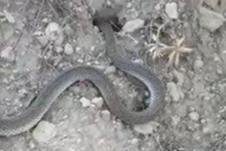 Isparta’da vatandaşın yılanla sohbeti gülümsetti