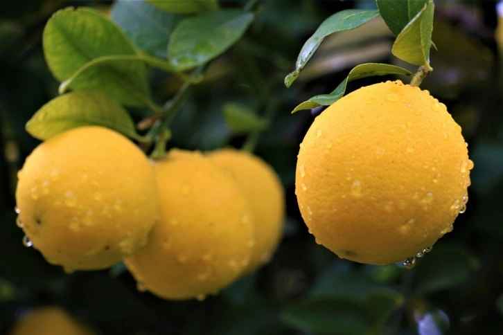 Kilosu 40 kuruşa düşen limon dalında sarardı