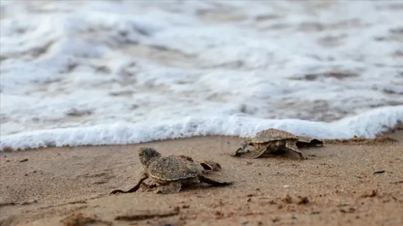 KKTC'de caretta caretta ve yeşil kaplumbağa yavruları denizle buluştu