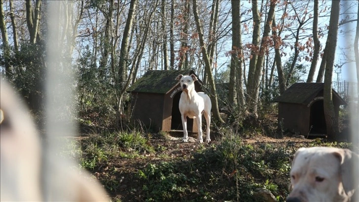 Kocaeli'deki sokak hayvanları kasabası tehlikeli tür köpeklere yuva oldu