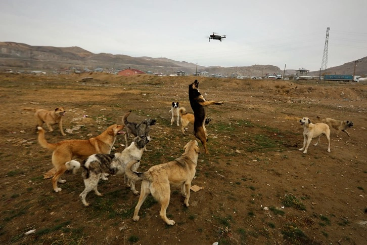 Köpeklerin drone ile imtihanı kamerada