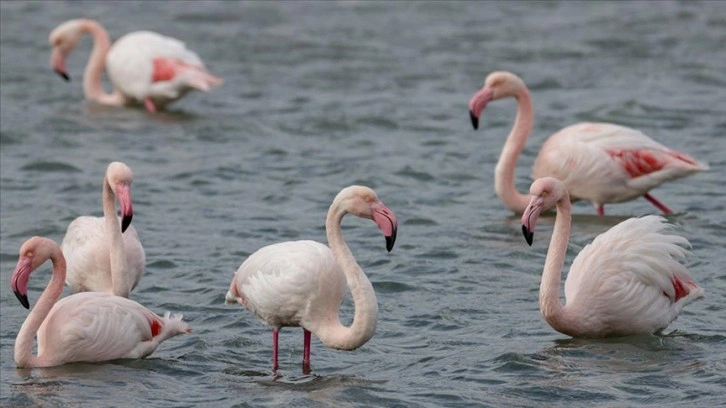 Kuşların 2 bin kilometrelik göç yolculuğu İzmir Kuş Cenneti'nde tamamlandı