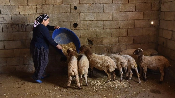 Mikro krediyle hayvancılığa başlayan girişimci kadın, modern bir çiftlik kurmak istiyor