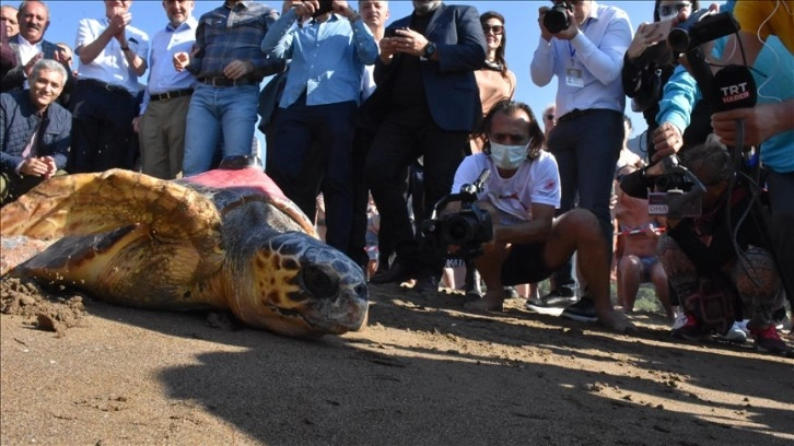 Muğla'da 2 caretta caretta ile yeşil deniz kaplumbağasının tedavisi tamamlandı