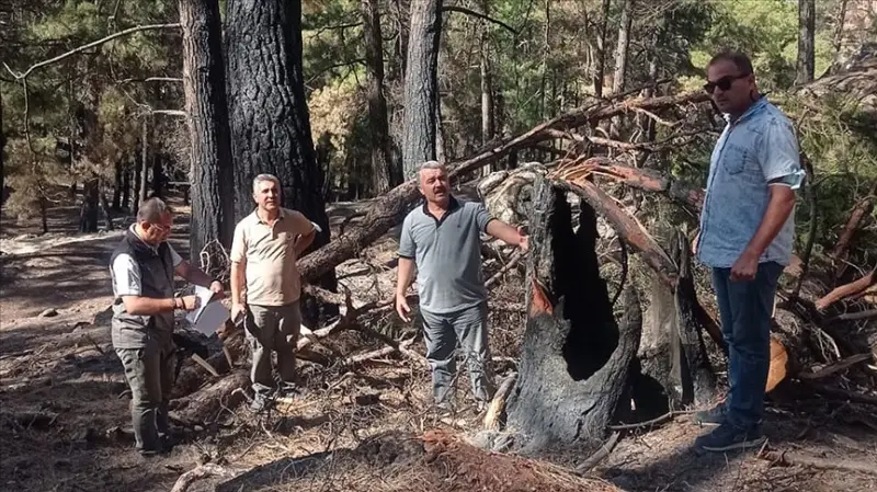 Muğla'da yanan ormanların yeniden canlanmaya başlaması arıcıları umutlandırdı