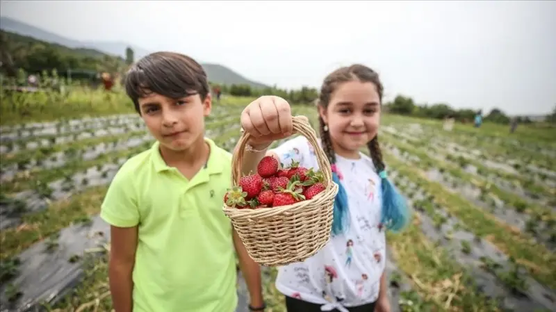 Müşterileri dalından çilek yemek isteyince bahçesini işletmeye dönüştürdü