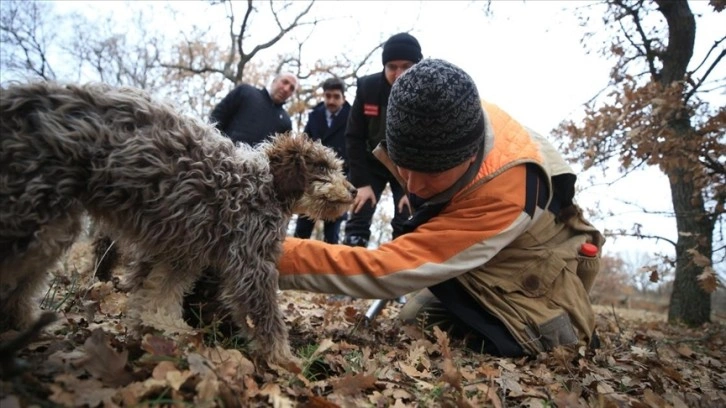 Özel eğitimli köpeklerle toplanan trüf mantarı ihraç ürünü oldu