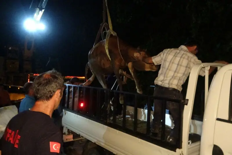 Rize’de heyelan riski bulunan yerde inek kurtarma operasyonu