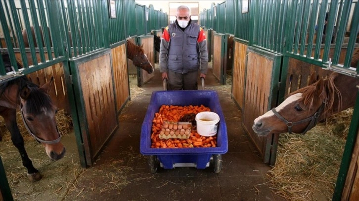 Safkan Arap atlarına pekmez, kayısı ve yumurtalı özel kış menüsü