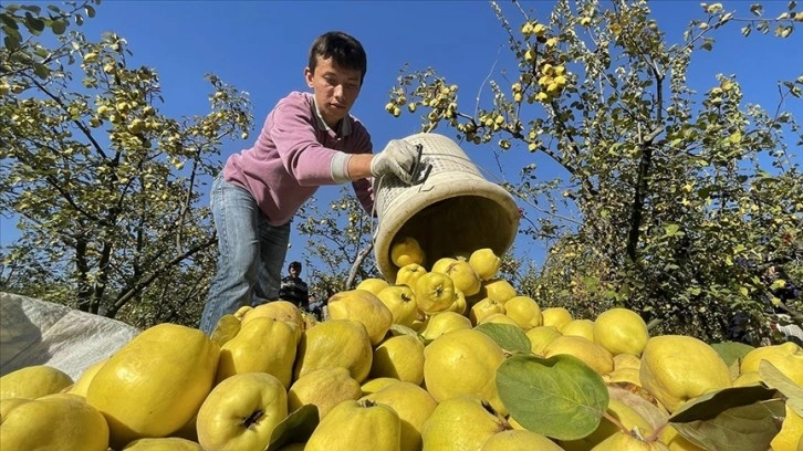 Şahinkaya ayvası 10 ülkeye ihraç ediliyor