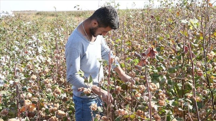 Şanlıurfa'da üretilen renkli pamuk, maliyeti azaltıp katma değeri artıracak