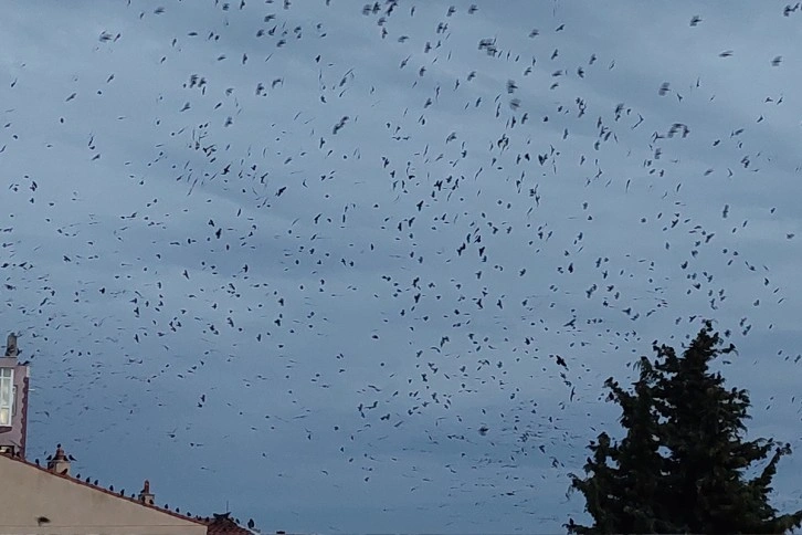 Tekirdağ'da karga istilası