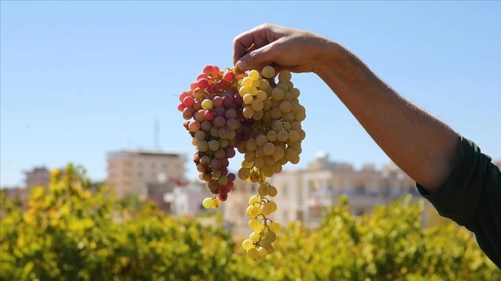 Tescilli Karfoki üzümü kalitesiyle üreticinin yüzünü güldürüyor