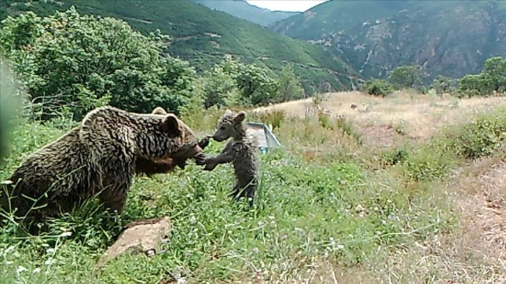 Tunceli'de bozayıların su yalağında yıkandığı anlar fotokapana yansıdı