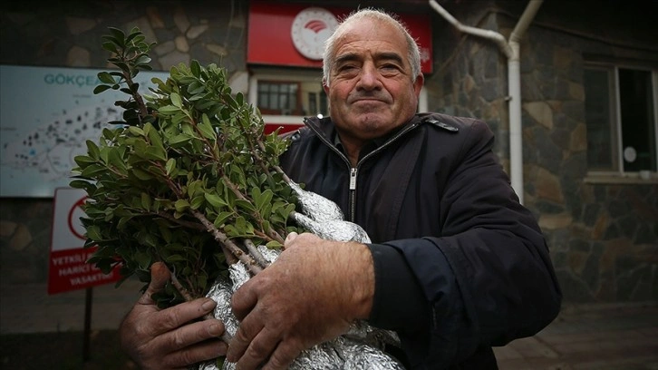 Türkiye'nin en büyük adası 'damla sakızı' üretim merkezi oluyor