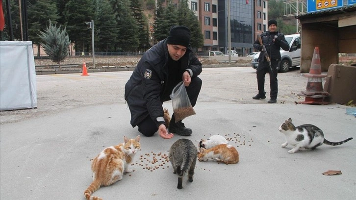 Uygulama noktasına sığınan kediler polislerin mesai arkadaşı oldu