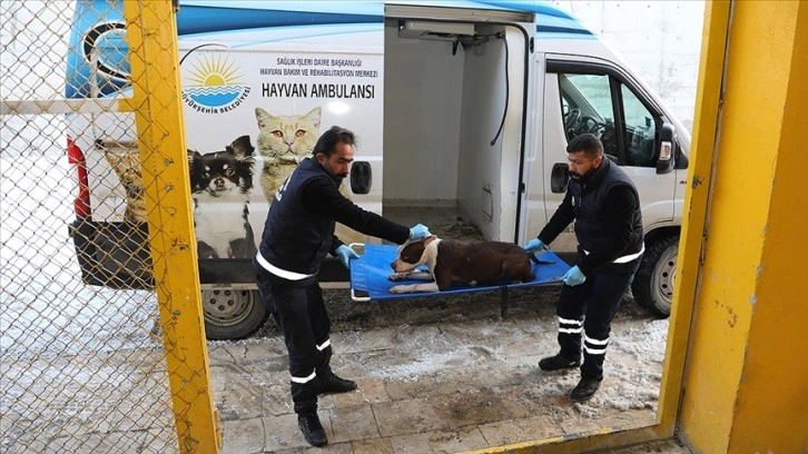 Van'da sahipsiz pitbull cinsi köpek, rehabilitasyon merkezine götürüldü