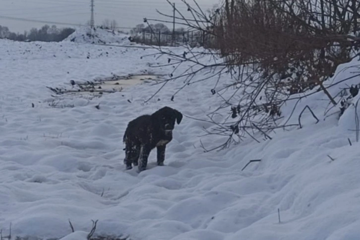 Yavru köpek donmaktan kurtarıldı